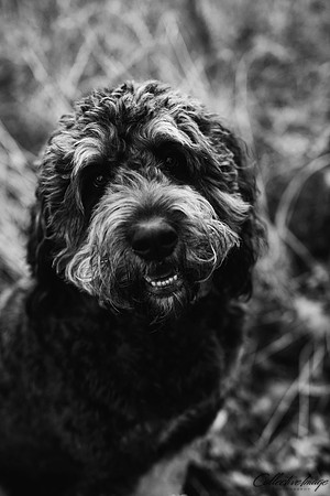 Farrel_20171108_0050_BW